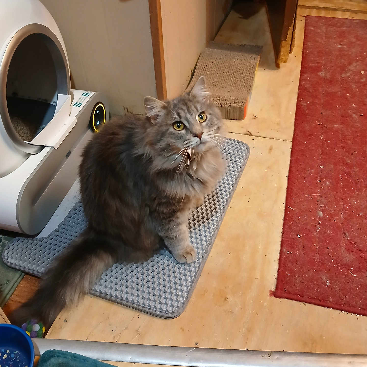 Fluffy is registered to the contest to win money with this photo: animal, cat, cat_litter_box, curious, cute, domestic, floor, fluffy_cat, furniture, gray_fur, household, indoor, looking_up, mammal, mat, pet, rug, scratching_pad, wooden_floor, yellow_eyes