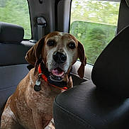 Gypsy Rose is registered to the contest to win money with this photo: animal, backseat, brown, canine, car, collar, dog, ears, friendly, fur, indoor, looking, mouth_open, pet, seat, sitting, travel, vehicle, white, window