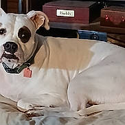 Ghost is registered to the contest to win money with this photo: animal, box, brown_patch, closeup, collar, companion, cozy, cushion, dog, domestic, furniture, indoor, lying_down, pet, quiet, resting, soft_lighting, tag, white_dog, wooden_shelf
