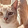 Whiskers