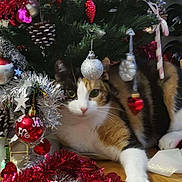 Mimichat participe au concours pour gagner de l'argent avec cette photo : animal, calico, cat, christmas, christmas_tree, curious, decorations, festive, green_eyes, holiday_decor, holiday_spirit, indoor, ornaments, pet, pine_cones, red, silver, tinsel, white_paws, wooden_floor
