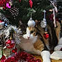 animal, calico, cat, christmas, christmas_tree, curious, decorations, festive, green_eyes, holiday_decor, holiday_spirit, indoor, ornaments, pet, pine_cones, red, silver, tinsel, white_paws, wooden_floor