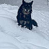 animal, black_dog, canine, cold, daylight, dog, forest, frost, fur, happy, nature, outdoor, pet, playful, smiling, snow, snowy, tree_branches, winter, winter_climate
