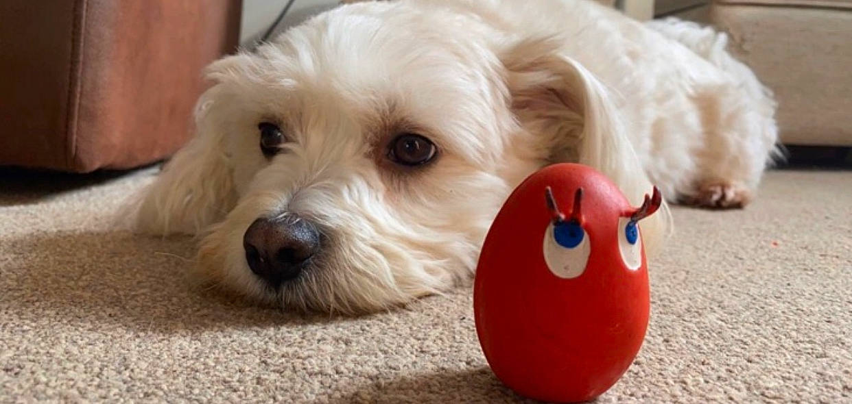 Alfie is registered to the contest to win money with this photo: ball, canidae, carnivore, companion_dog, dog, dog_breed, dog_supply, dog_toy, firefighter, fur, paw, shih_poo, small_terrier, snout, sporting_group, stuffed_toy, terrier, toy, toy_dog, working_animal