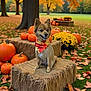dog, small_dog, bandana, autumn, fall, pumpkins, hay_bale, flowers, chrysanthemums, orange, yellow, leaves, tree, grass, outdoor, seasonal, nature, cute, pet, smiling