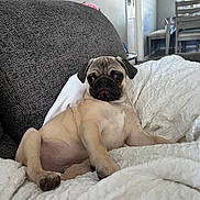 Pedrito Ceviche joined the competition — help win amazing prizes! pug, puppy, dog, pet, couch, blanket, indoor, living_room, furniture, cute, animal, canine, sitting, cozy, white_blanket, gray_couch, relaxed, young_dog, fur, paw
