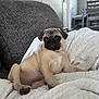pug, puppy, dog, pet, couch, blanket, indoor, living_room, furniture, cute, animal, canine, sitting, cozy, white_blanket, gray_couch, relaxed, young_dog, fur, paw
