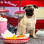 Pedrito Ceviche is registered to the contest to win money with this photo: dog, pug, sunglasses, milkshake, burger, fries, ketchup_bottle, diner, table, basket, food, red, checkered_floor, stool, retro, vintage, whipped_cream, cherry, paper_napkin, indoor