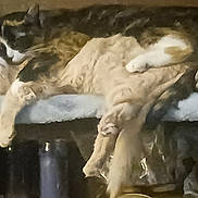 Tilly is registered to the contest to win money with this photo: cat, cats, sleeping, cuddling, feline, pet, fur, resting, cozy, indoor, animal, mammal, cute, companion, relaxing, soft, blanket, paws, whiskers, closeup