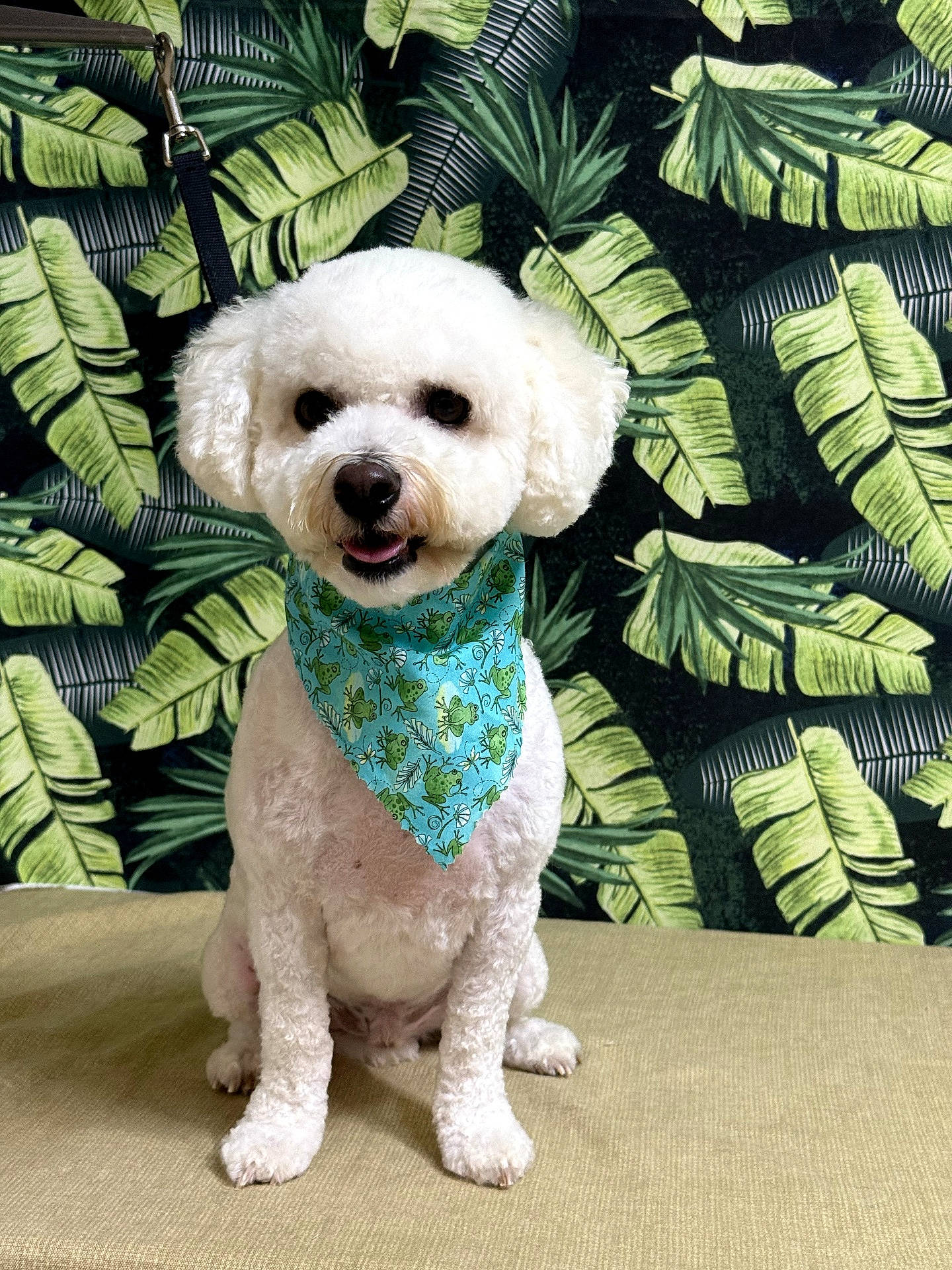 Vote Zoey in Cutest Dog Contest - Win Prizes