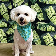 Jasper joined the competition — help win amazing prizes! animal, banana_leaves, bandana, couch, curly_fur, cute, dog, fluffy, frog_pattern, groomed, indoor, leafy_background, looking_at_camera, pet, portrait, sitting, small_dog, tropical, turquoise, white_dog