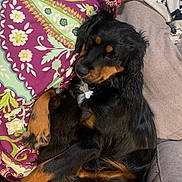 Sabrina is registered to the contest to win money with this photo: animal, black_cat, black_dog, blanket, cat, collar, comfort, couch, cozy, cute, dog, domestic_animals, fur, indoor, patterned_blanket, paw, pet, relaxing, resting, snuggling