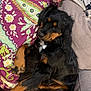 animal, black_cat, black_dog, blanket, cat, collar, comfort, couch, cozy, cute, dog, domestic_animals, fur, indoor, patterned_blanket, paw, pet, relaxing, resting, snuggling