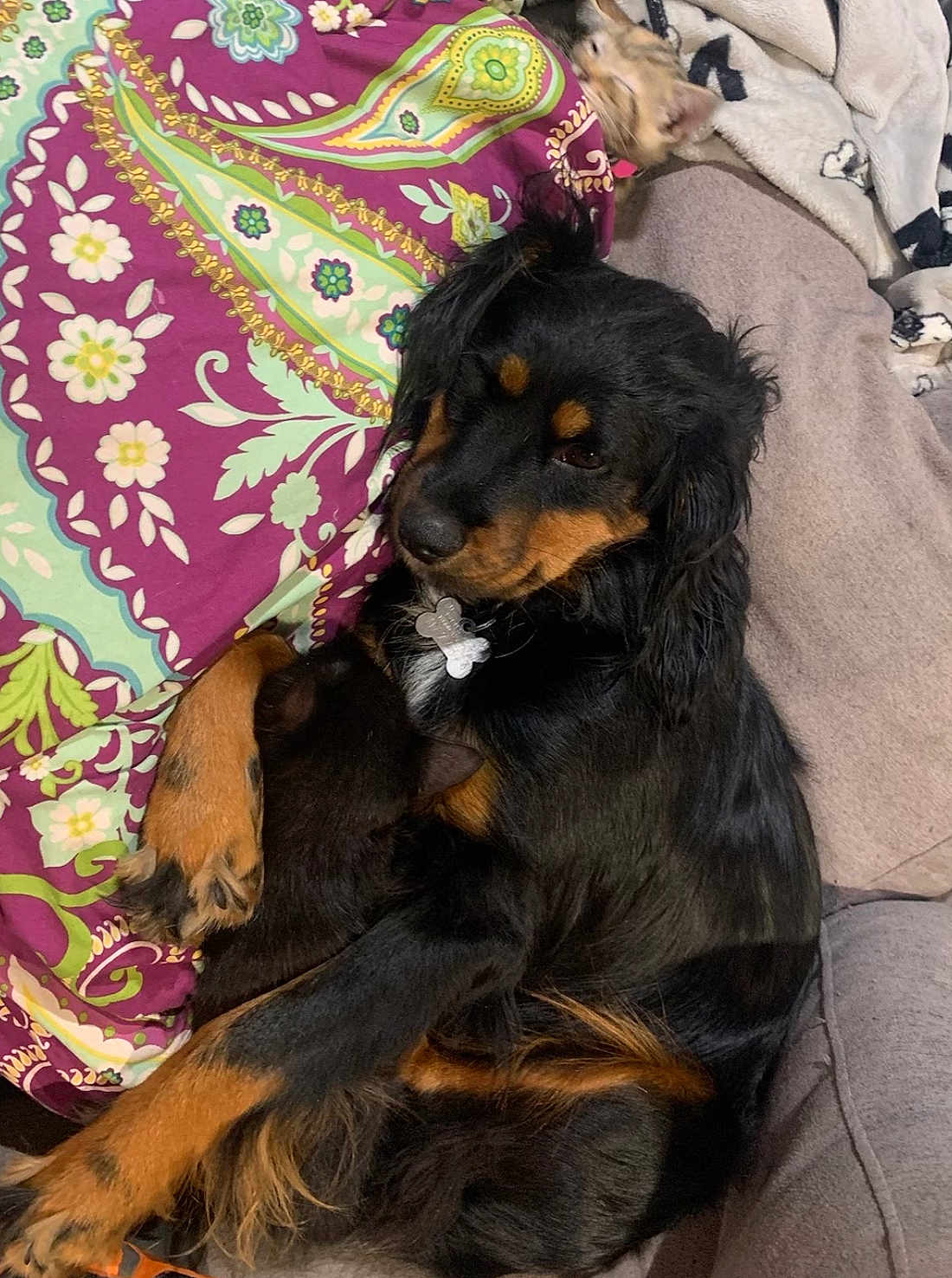Sabrina is registered to the contest to win money with this photo: animal, black_cat, black_dog, blanket, cat, collar, comfort, couch, cozy, cute, dog, domestic_animals, fur, indoor, patterned_blanket, paw, pet, relaxing, resting, snuggling