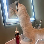 Felix joined the competition — help win amazing prizes! cat, white_cat, fluffy, mirror, reflection, bathroom, sink, countertop, marble_countertop, caulk_tube, toothbrush, toothpaste, electrical_outlet, illuminated_mirror, standing, paw_on_mirror, curious, grooming, indoor, wall