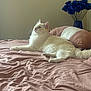 Felix joined the competition — help win amazing prizes! cat, white_cat, longhaired_cat, blue_eyes, bed, bedding, pink_bedspread, pillow, vase, flowers, blue_flowers, rose, indoor, cozy, pet, fur, tail, whiskers, looking_up, sunlight