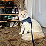 Felix is registered to the contest to win money with this photo: cat, fluffy_tail, blue_eyes, harness, leash, indoor, shoe_rack, shoes, carpet, door, sitting, portrait, pet, curious, paws, fur, home_entryway, shelf, footwear, patterned_carpet