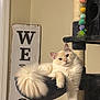 cat, fluffy_cat, long_haired_cat, tail, cat_tree, hammock, pompom_toy, scratching_post, welcome_sign, indoor, beige_wall, relaxed, lounging, paw, whiskers, portrait, pet, feline, cozy, home_decor