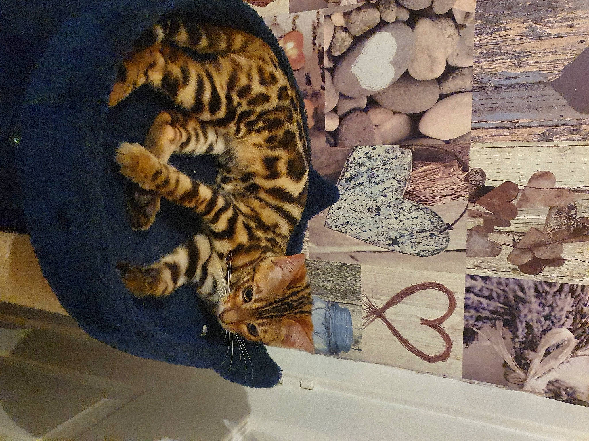 Tiger Lily joined the competition — help win amazing prizes! art, artifact, carnivore, carving, cat, design, eyelash, fashion_accessory, felidae, fur, metal, pattern, serveware, small_to_medium_sized_cats, tail, terrestrial_animal, visual_arts, whiskers, wildlife, wood