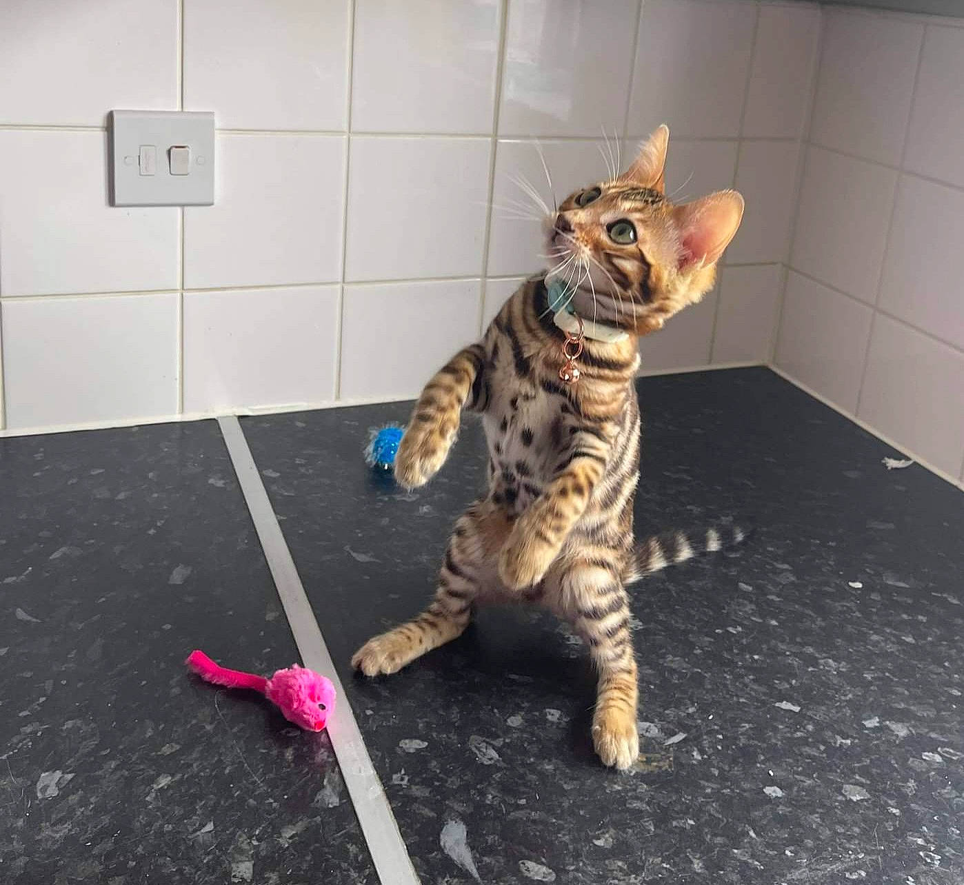 Tiger Lily is registered to the contest to win money with this photo: art, asphalt, canidae, carnivore, cat, claw, dog_breed, domestic_short_haired_cat, felidae, floor, flooring, foot, fur, paw, road_surface, small_to_medium_sized_cats, tail, terrestrial_animal, whiskers, wildlife