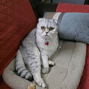 Bailey-Ann joined the competition — help win amazing prizes! cat, scottish_fold, pet_bed, green_eyes, fur, indoor, cozy, cushion, blanket, quilted, domestic_animal, whiskers, tail, feline, soft, cute, resting, animal, collar, tag