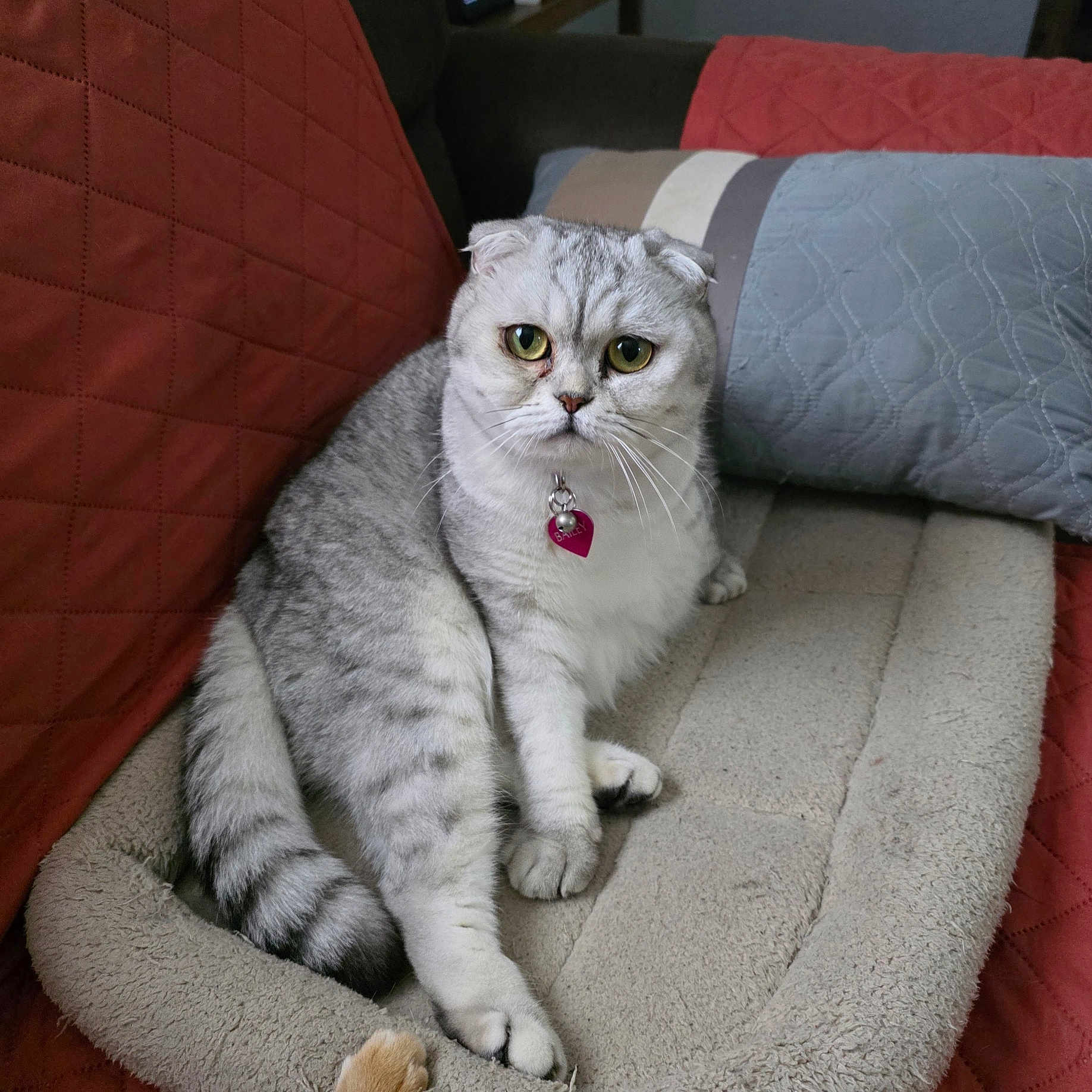 Bailey-Ann joined the competition — help win amazing prizes! animal, blanket, cat, collar, cozy, cushion, cute, domestic_animal, feline, fur, green_eyes, indoor, pet_bed, quilted, resting, scottish_fold, soft, tag, tail, whiskers