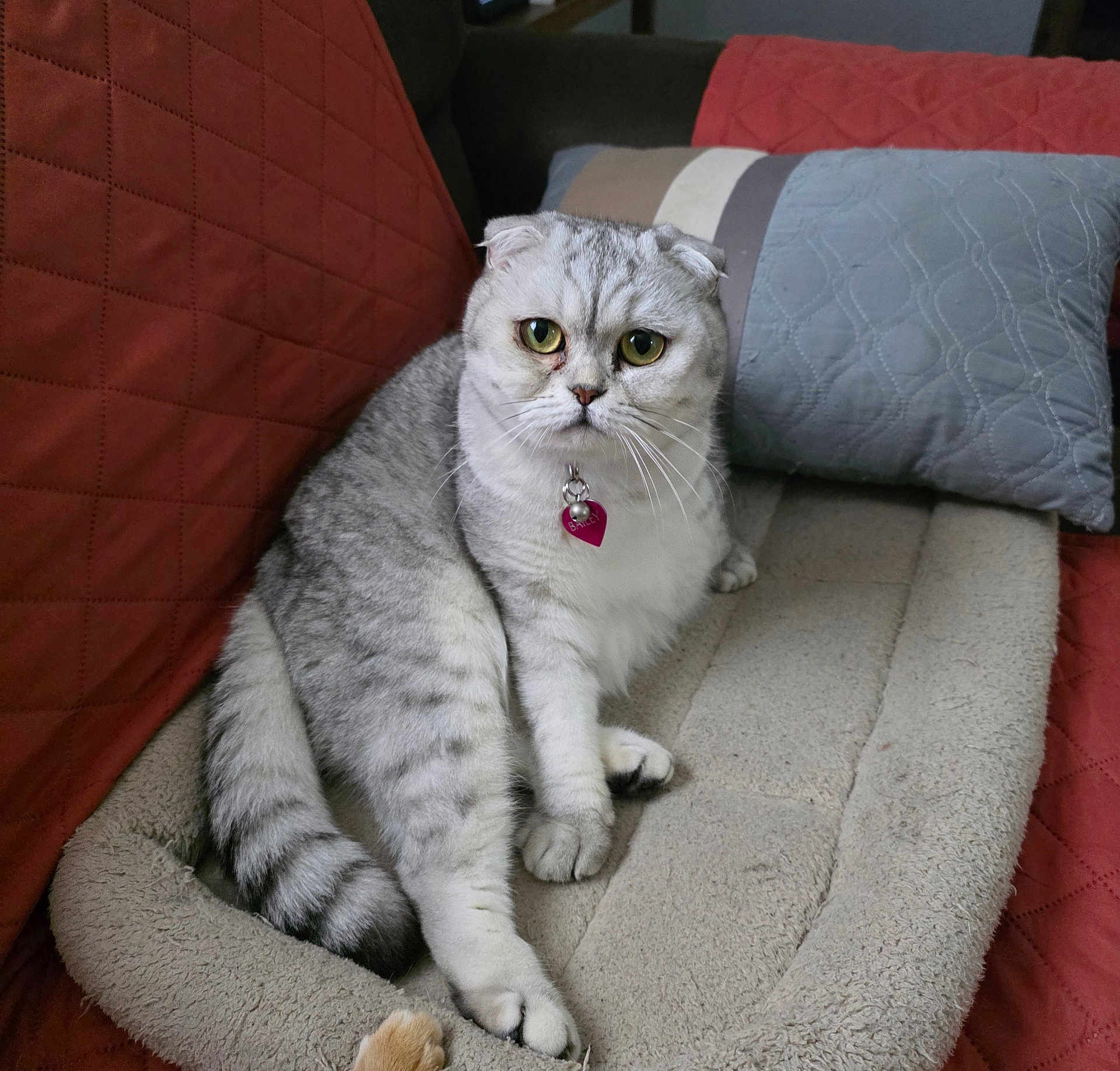 Bailey-Ann joined the competition — help win amazing prizes! cat, scottish_fold, pet_bed, green_eyes, fur, indoor, cozy, cushion, blanket, quilted, domestic_animal, whiskers, tail, feline, soft, cute, resting, animal, collar, tag