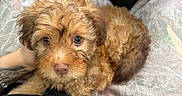 Simba is registered to the contest to win money with this photo: puppy, dog, lap, car_interior, steering_wheel, tattoo, person, curly_fur, brown_fur, cute, pet, animal, looking_up, close_up, casual_clothing, seated, indoor, soft_light, companion, adorable