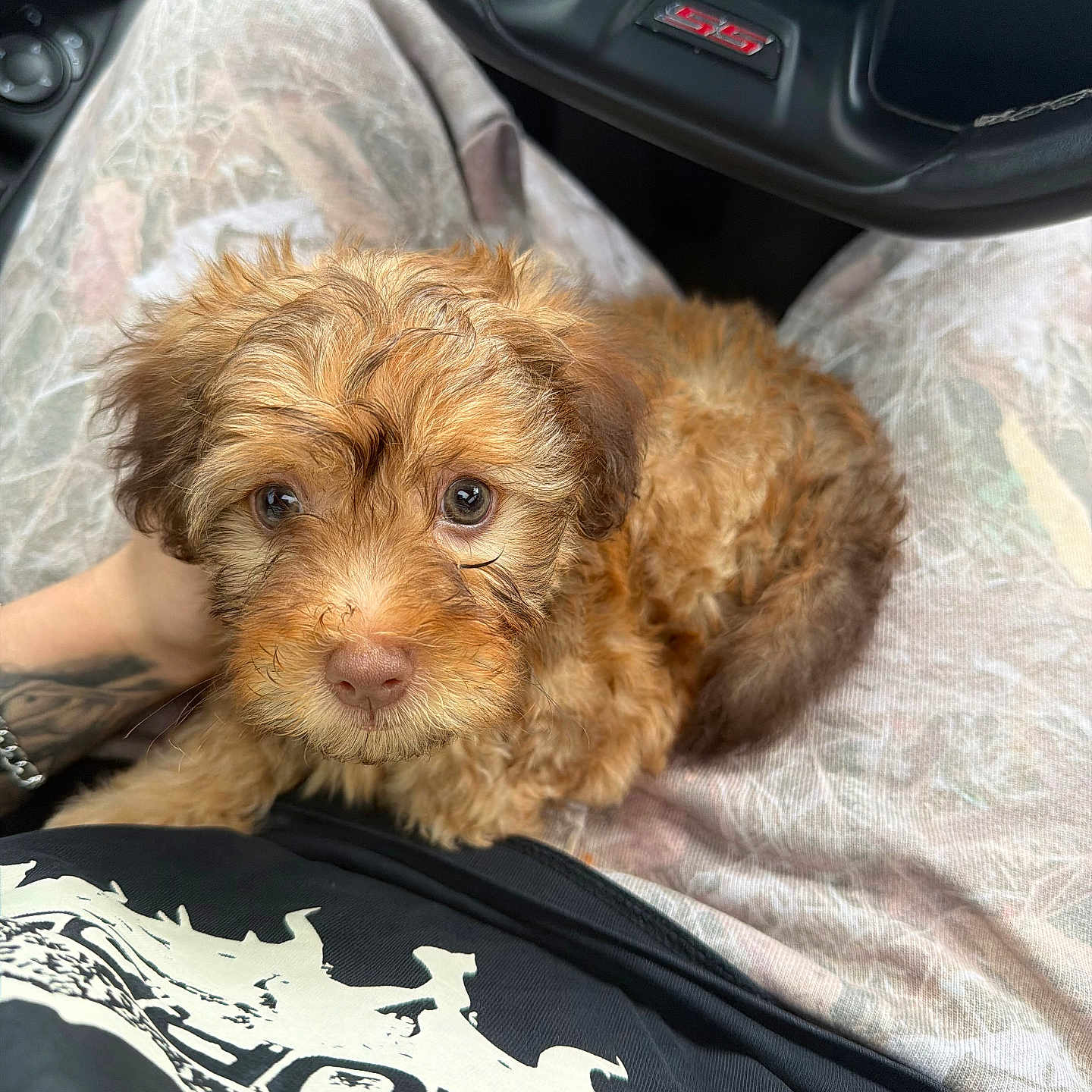 Simba