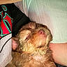 Simba joined the competition — help win amazing prizes! dog, pet, sleeping, fluffy, closeup, human, arm, face, comfort, cuddle, relaxation, indoors, fabric, shirt, fur, nose, mouth, skin, rest, cozy
