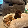 Simba is registered to the contest to win money with this photo: puppy, dog_bed, brown_dog, curly_fur, fluffy, indoor, recliner, wood_floor, cute, pet, tongue_out, relaxed, two_puppies, cozy, home, furniture, small_dog, animal, companion, playful