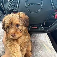 Simba is registered to the contest to win money with this photo: puppy, dog, pet, steering_wheel, car_interior, hand, tattoo, clothing, fabric, curly_fur, brown_fur, cute, closeup, vehicle, dashboard, automobile, seat, car, interior, holding