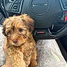 puppy, dog, pet, steering_wheel, car_interior, hand, tattoo, clothing, fabric, curly_fur, brown_fur, cute, closeup, vehicle, dashboard, automobile, seat, car, interior, holding