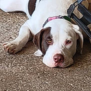 Molly is registered to the contest to win money with this photo: dog, white, brown_patches, lying_down, ground, collar, pet, animal, canine, resting, close_up, outdoor, fur, ears, nose, paw, relaxed, looking, portrait, domestic_animal