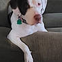 Molly is registered to the contest to win money with this photo: dog, couch, living_room, pet, relaxed, white_dog, black_patch, paw, collar, indoor, furniture, canine, animal, domestic, resting, comfort, household, fur, ears, nose
