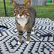Tiger joined the competition — help win amazing prizes! cat, tabby_cat, pet, animal, portrait, standing, outdoor, backyard, grass, fence, rug, patterned_rug, toys, whiskers, green_eyes, striped_fur, white_paws, white_chest, alert, closeup