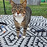 cat, tabby_cat, pet, animal, portrait, standing, outdoor, backyard, grass, fence, rug, patterned_rug, toys, whiskers, green_eyes, striped_fur, white_paws, white_chest, alert, closeup
