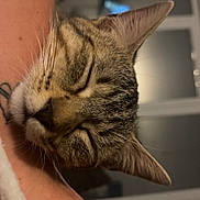 Héra participe au concours pour gagner de l'argent avec cette photo : cat, tabby, sleeping, arm, close_up, pet, indoor, cozy, relaxed, whiskers, fur, ears, human_arm, window, home, resting, animal, domestic, face, cute