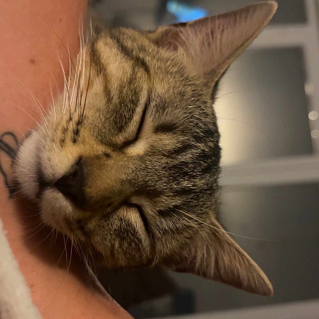 Héra participe au concours pour gagner de l'argent avec cette photo : cat, tabby, sleeping, arm, close_up, pet, indoor, cozy, relaxed, whiskers, fur, ears, human_arm, window, home, resting, animal, domestic, face, cute