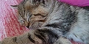 Mimi participe au concours pour gagner de l'argent avec cette photo : kitten, sleeping, cat, feline, fur, paw, pink, blanket, cushion, cozy, resting, indoor, cute, pet, animal, striped, soft, closeup, relaxing, domestic