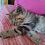 kitten, sleeping, cat, feline, fur, paw, pink, blanket, cushion, cozy, resting, indoor, cute, pet, animal, striped, soft, closeup, relaxing, domestic