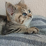 Mimi participe au concours pour gagner de l'argent avec cette photo : kitten, cat, tabby, feline, pet, animal, cute, blue_eyes, whiskers, ears, fur, closeup, texture, blanket, cozy, indoor, resting, portrait, side_view, young