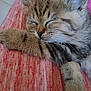 Mimi a rejoint le concours — aidez-le/la à gagner de superbes lots ! kitten, cat, sleeping, paw, furry, tabby, closeup, pet, cute, whiskers, relaxed, cozy, fur, animal, resting, indoors, soft, texture, blanket, peaceful