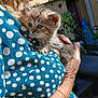 Mimi a rejoint le concours — aidez-le/la à gagner de superbes lots ! kitten, cat, animal, pet, person, hand, holding, polka_dot, dress, blue, white, outdoor, sunlight, fur, cute, young, small, comfort, gentle, tender