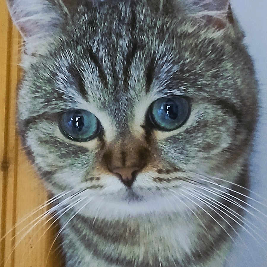 Mimi participe au concours pour gagner de l'argent avec cette photo : animal, blue_eyes, cat, close_up, curious, cute, domestic_cat, ears, face, feline, fur, indoor, looking, muzzle, nose, pet, portrait, tabby, whiskers, wooden_door