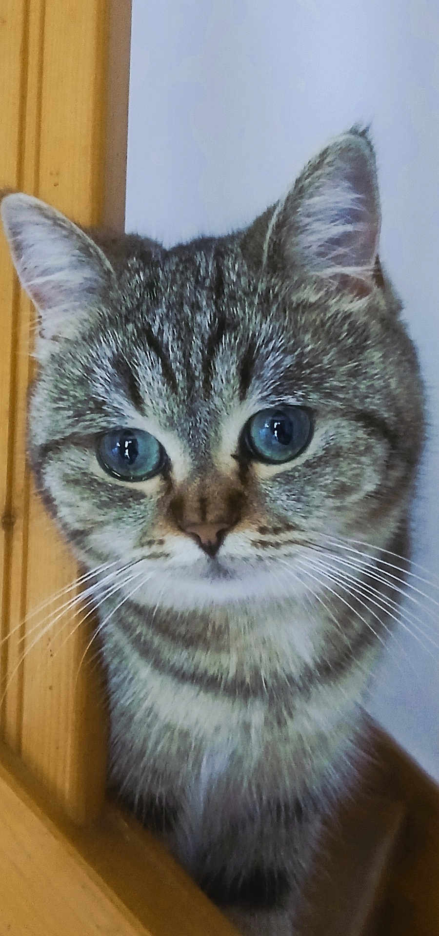 Mimi participe au concours pour gagner de l'argent avec cette photo : cat, tabby, close_up, blue_eyes, whiskers, ears, fur, wooden_door, curious, pet, animal, indoor, portrait, looking, face, cute, feline, domestic_cat, nose, muzzle