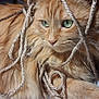 cat, orange_cat, rope, tangled, fur, green_eyes, indoor, pet, animal, whiskers, close_up, relaxed, cute, feline, domestic_cat, playful, soft, portrait, resting, curious
