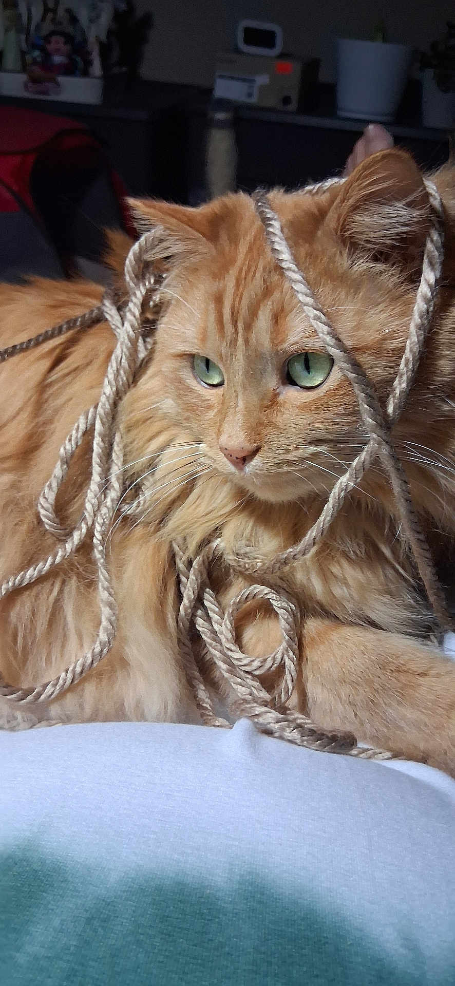Louie is registered to the contest to win money with this photo: cat, orange_cat, rope, tangled, fur, green_eyes, indoor, pet, animal, whiskers, close_up, relaxed, cute, feline, domestic_cat, playful, soft, portrait, resting, curious