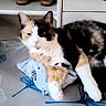 Moon a rejoint le concours — aidez-le/la à gagner de superbes lots ! animal, calico_cat, cat, cozy, domestic, eyes, fabric, fur, furniture, household, indoor, ironing_board, pattern, paw, pet, relaxed, resting, shoes, sleepy, whiskers