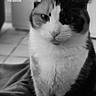 animal, app_icons, background, black_and_white, blanket, calm, cat, close_up, ears, eyes, floor, fur, indoor, pet, phone_screen, portrait, sitting, soft_light, tile, whiskers